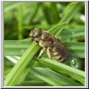 Halictus cf confusus - Furchenbiene w03 7mm.jpg